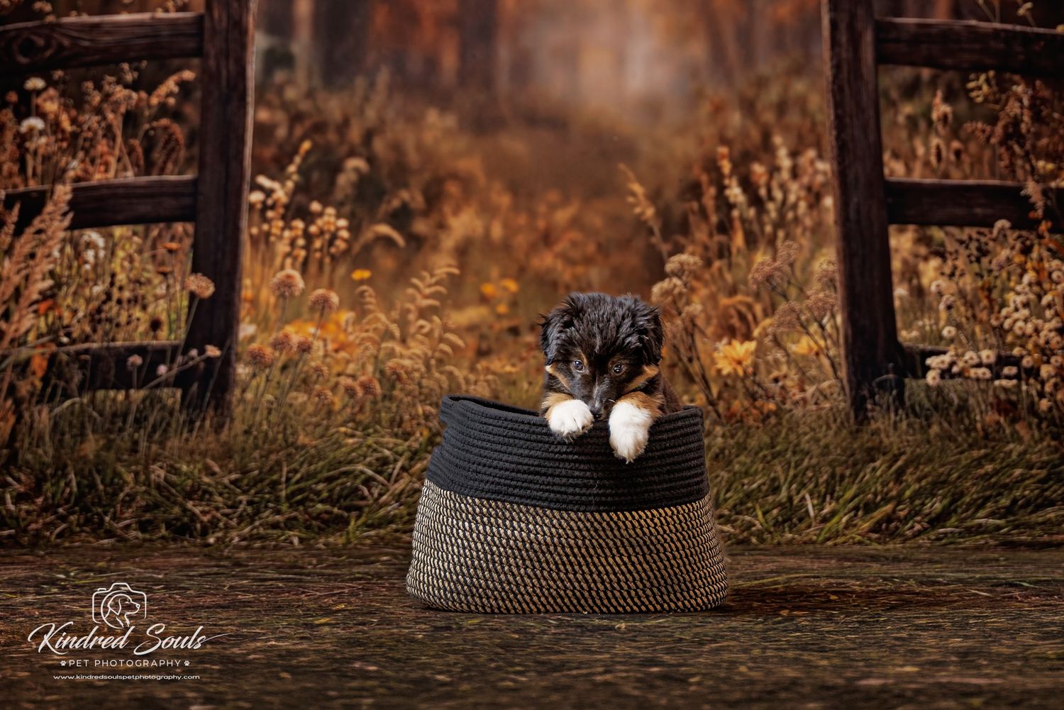 A fluffy puppy sits inside a woven basket surrounded by autumn foliage in a rustic outdoor setting.