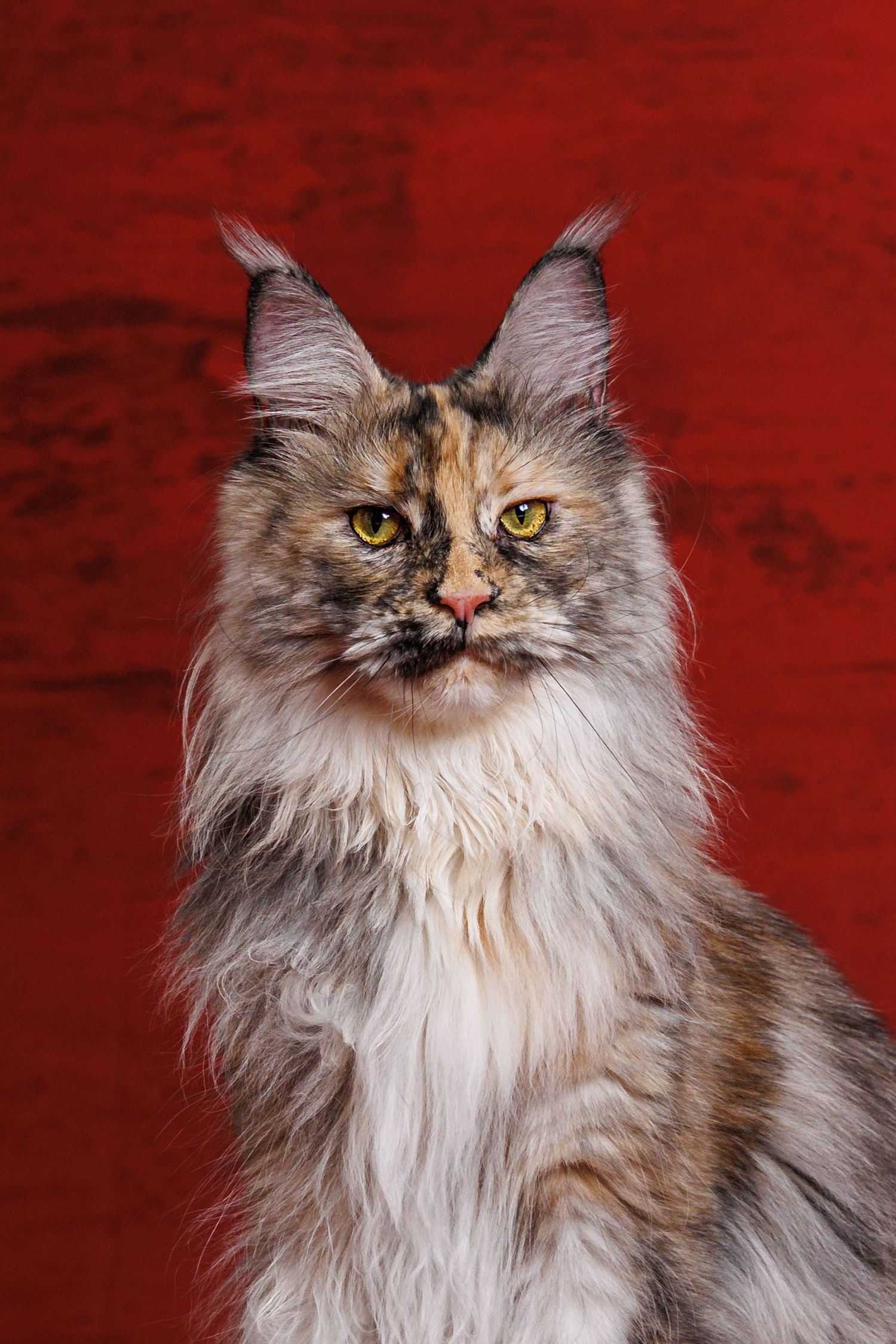 Fluffy Maine Coon cat with golden eyes and tortoiseshell fur poses against a bold red textured background.