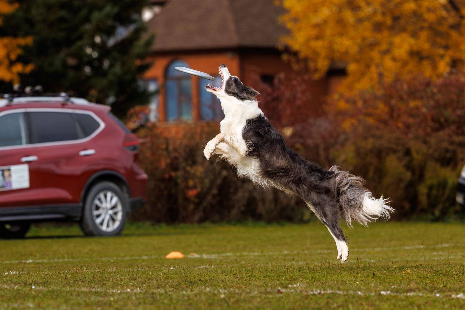 A Border Collie leaps high to catch a frisbee in a green park with autumn trees and a red SUV in the background.