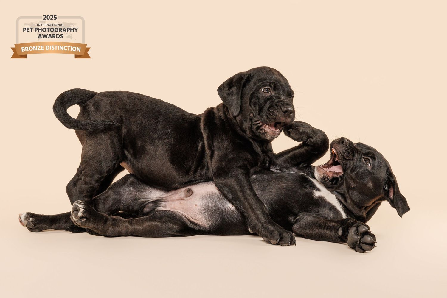 Two black Cane Corso puppies playfully wrestling together against a neutral beige studio background.