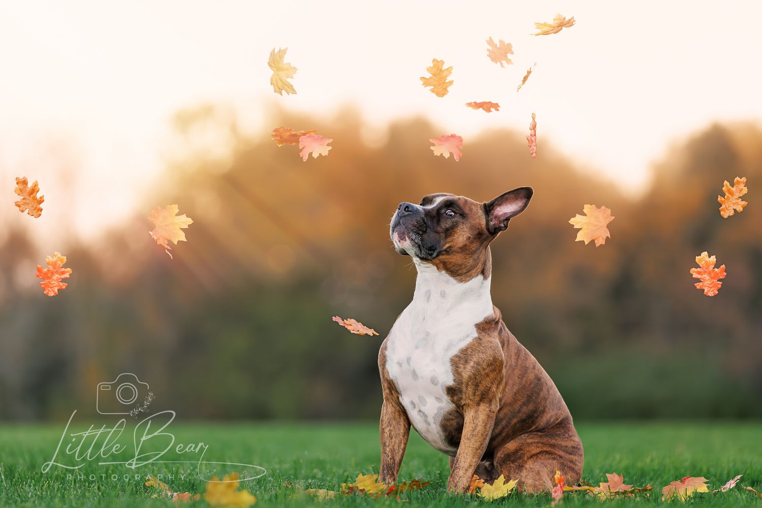 A French Bulldog gazes upward at swirling autumn leaves on a sunny green lawn at golden hour.