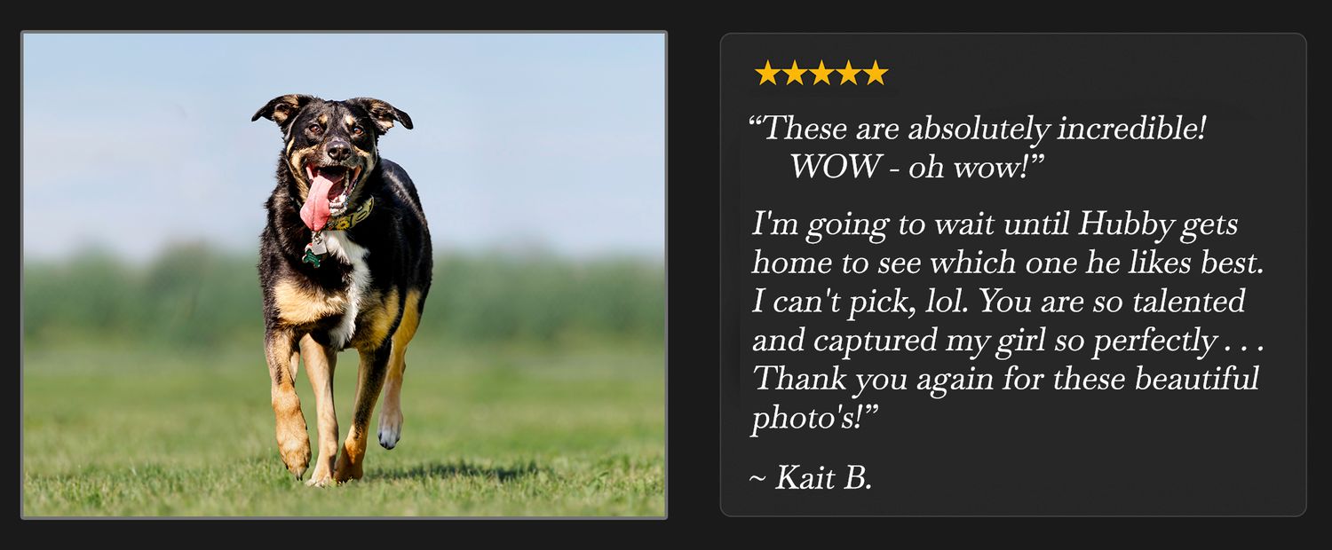 A happy dog runs through a green field alongside a five-star customer review praising incredible pet photography.