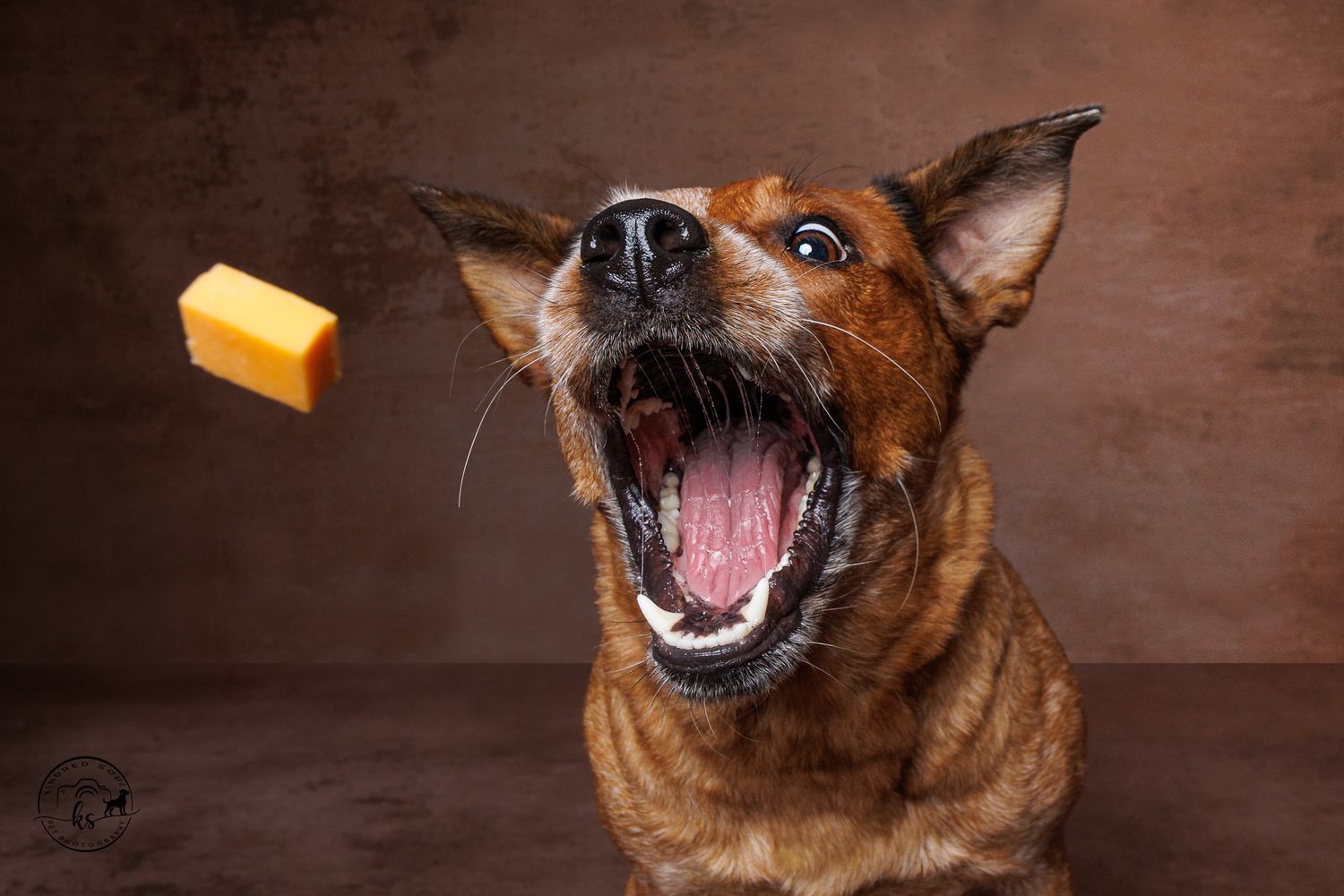 A excited brown dog catches a piece of cheese mid-air with its mouth wide open against a brown backdrop.