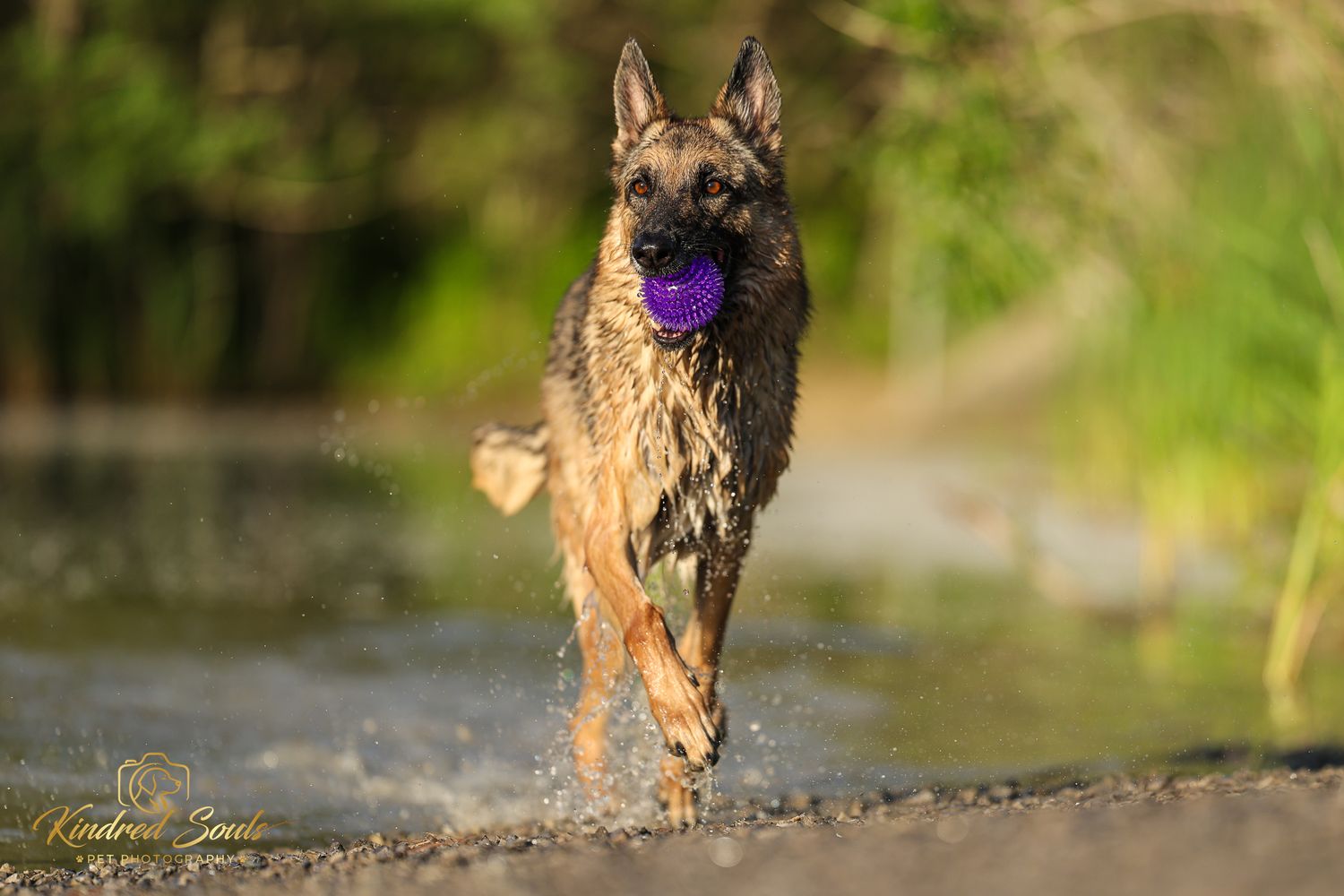 Wet German Shepherd dog running through water carrying a purple toy ball in its mouth on a sunny day.