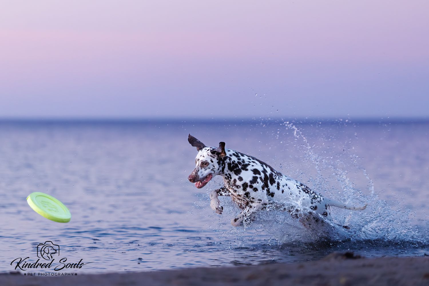 A spotted Dalmatian dog jumps through ocean waves chasing a green frisbee at twilight.