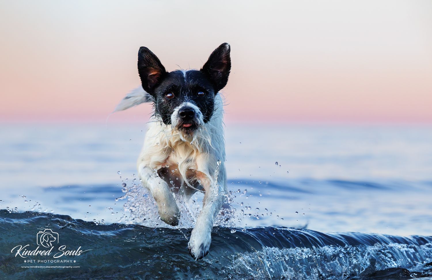 Black and white dog running through ocean waves at sunset, captured mid-leap with water splashing.