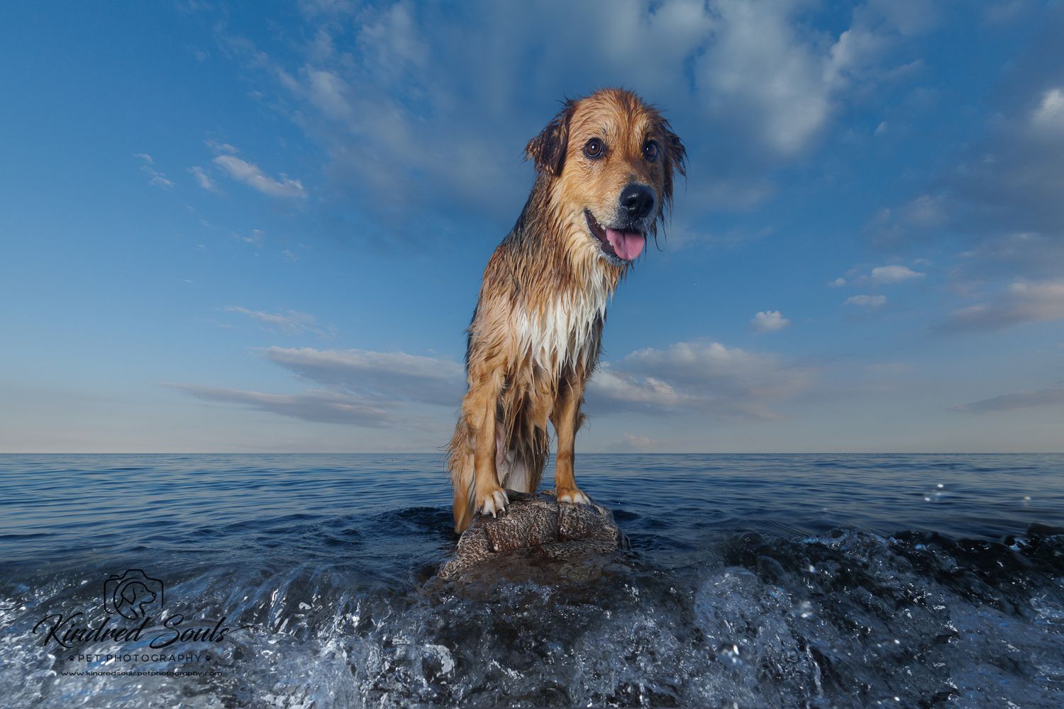 A soaking wet golden dog stands on a rock in the ocean with tongue out.