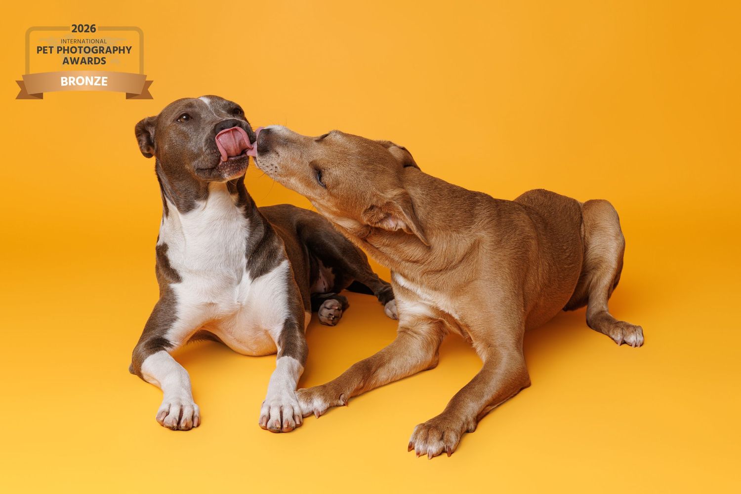 Two playful pit bull dogs licking each other on a vibrant yellow background, bronze pet photography award winner.
