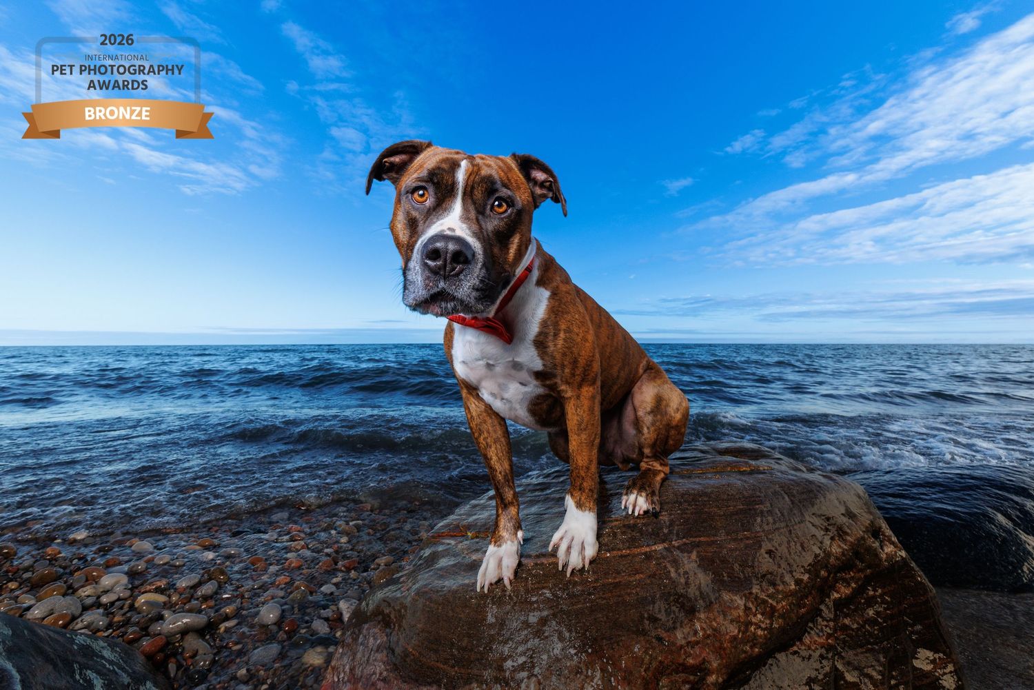 Award-winning photo of a brindle Boxer dog sitting on rocks by the ocean under a blue sky.