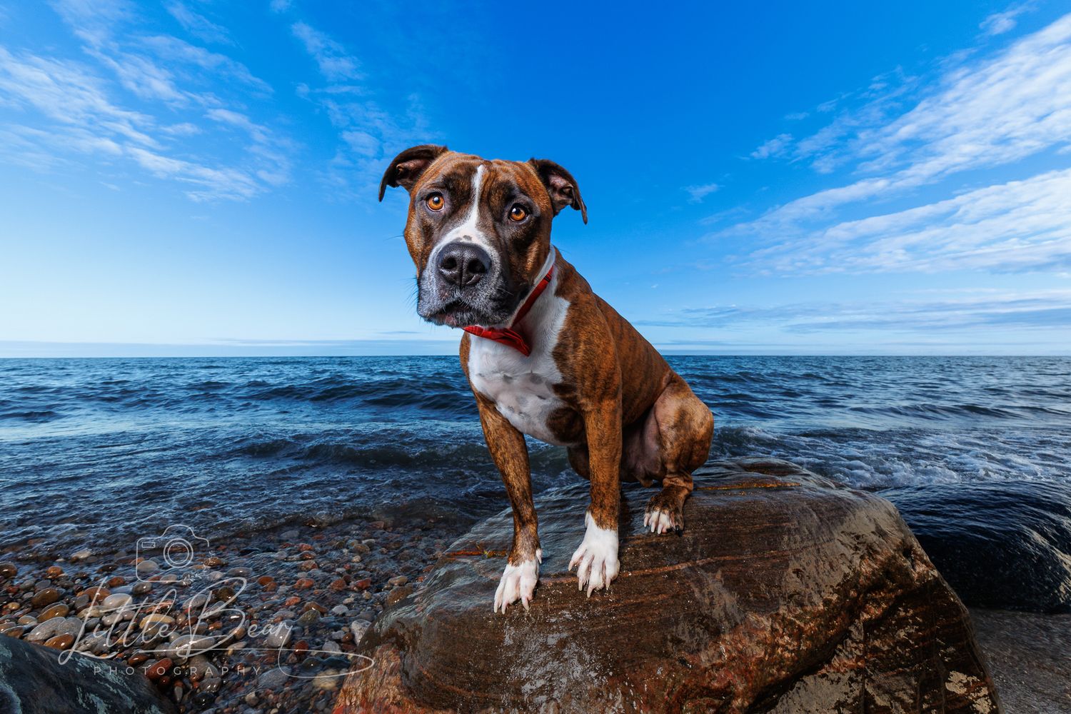 Brindle and white American Staffordshire Terrier sitting on a lakeside rock under a bright blue sky.