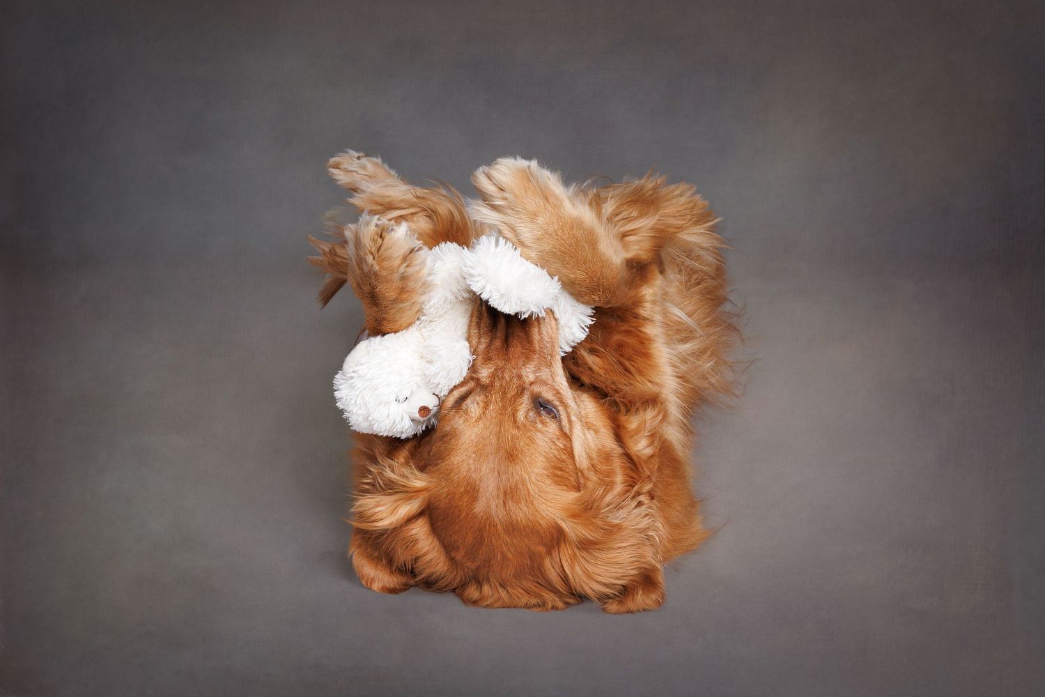 Fluffy golden Cavalier King Charles Spaniel puppy lying on its back cuddling a white stuffed animal toy.