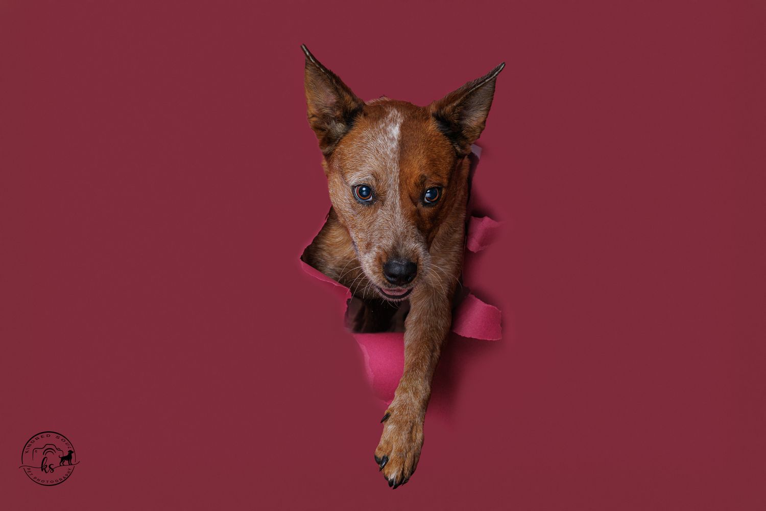 A playful brown dog peeking through a torn red paper background with one paw extended forward.