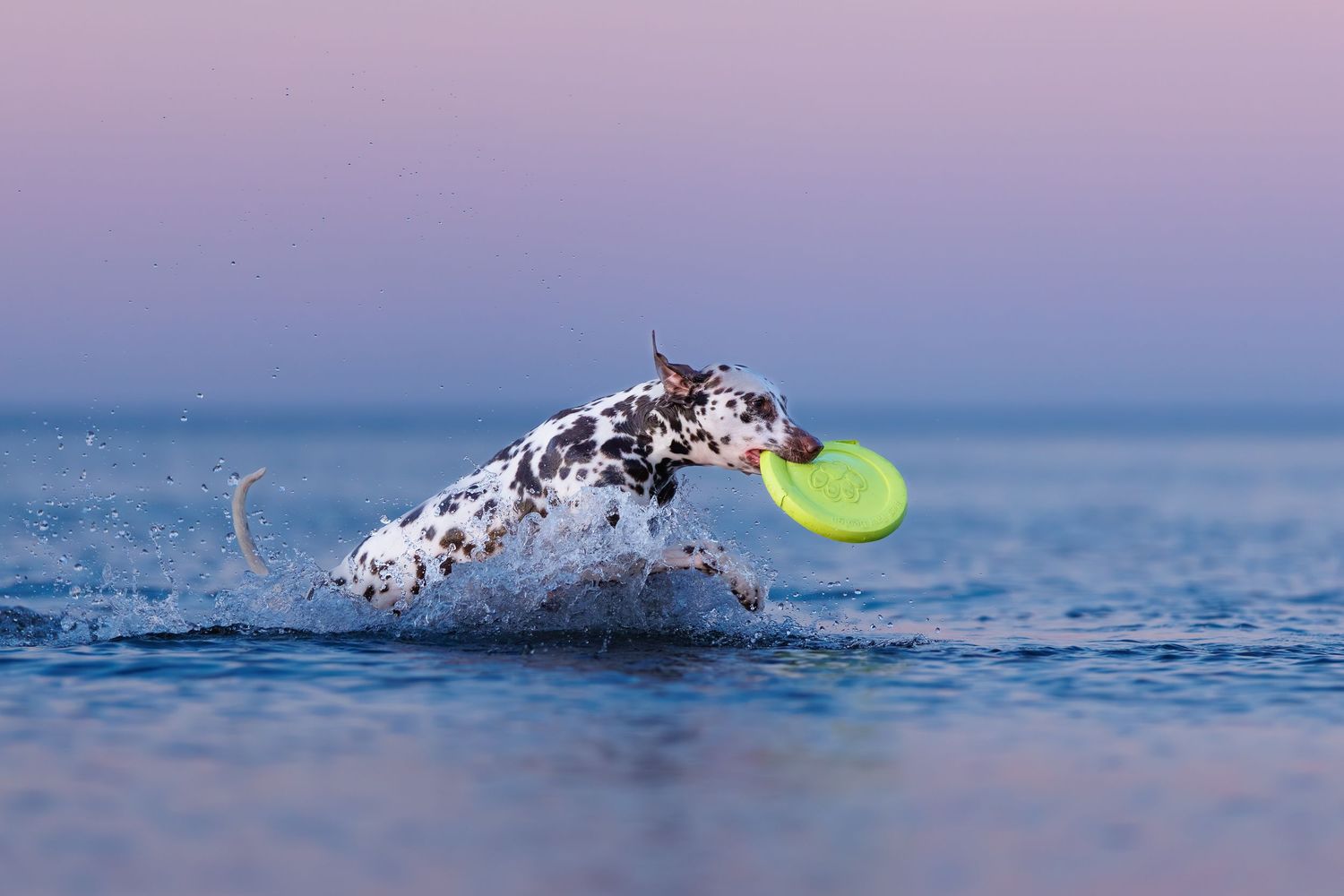 Dalmatian dog catching a green frisbee while running through ocean waves at dusk.