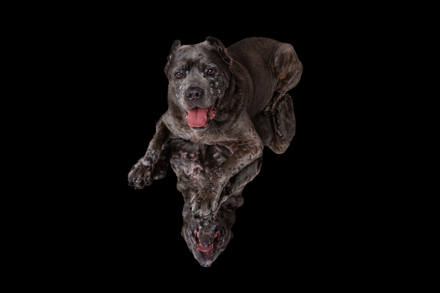 A large gray Cane Corso dog with tongue out photographed against a black background with its reflection below.