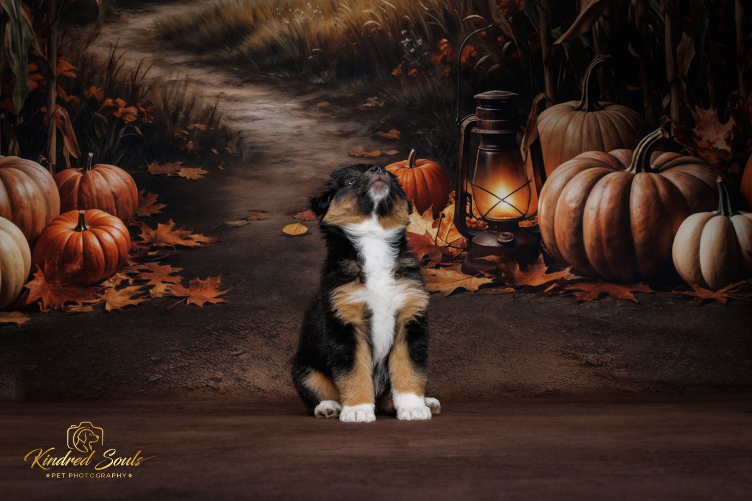 A tricolor puppy sits among pumpkins and autumn leaves on a fall-themed backdrop with a glowing lantern.