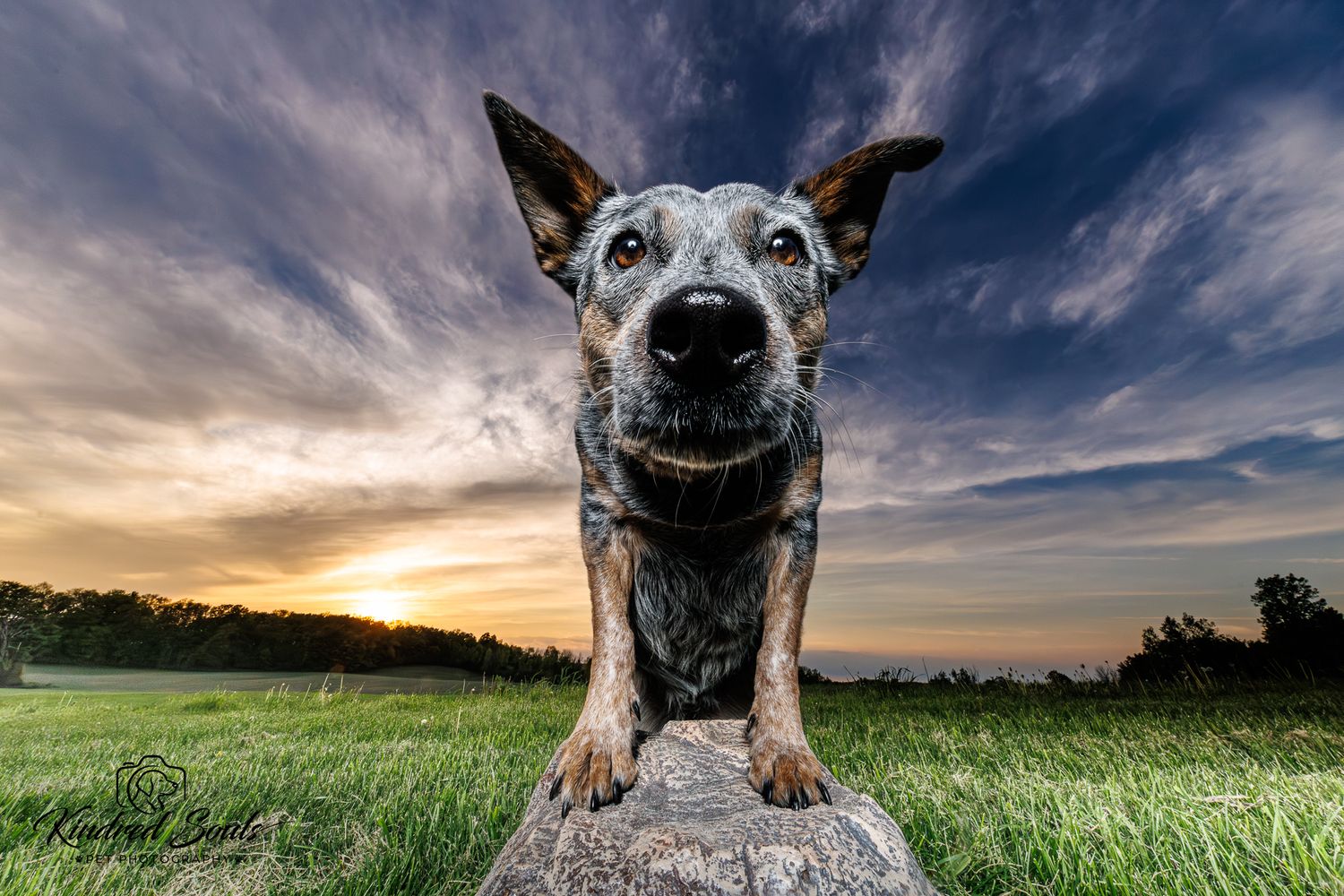 A curious Australian Cattle Dog perches on a rock at sunset with a dramatic cloudy sky backdrop.