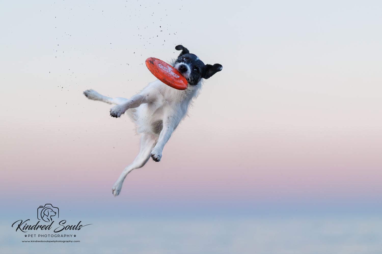 A Jack Russell terrier leaps mid-air catching a red frisbee against a pastel sunset sky at the beach.