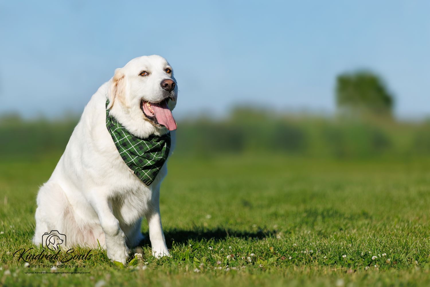 A happy yellow Labrador wearing a green plaid bandana sits on green grass under a clear blue sky.