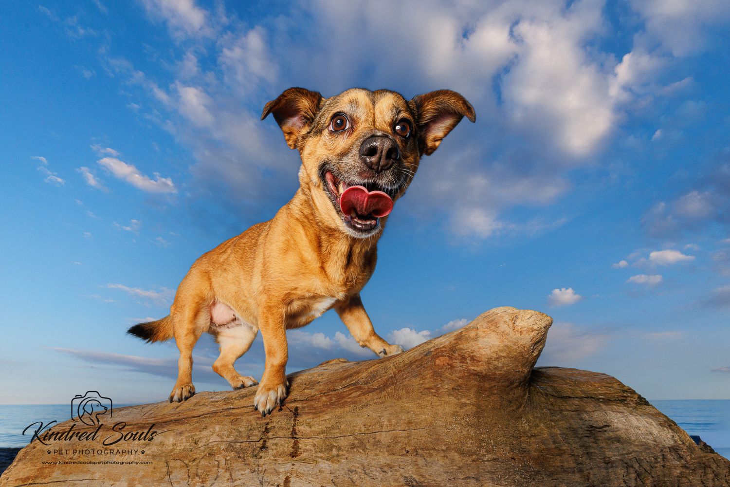 A happy small tan dog stands on a large rock against a blue cloudy sky with tongue out.