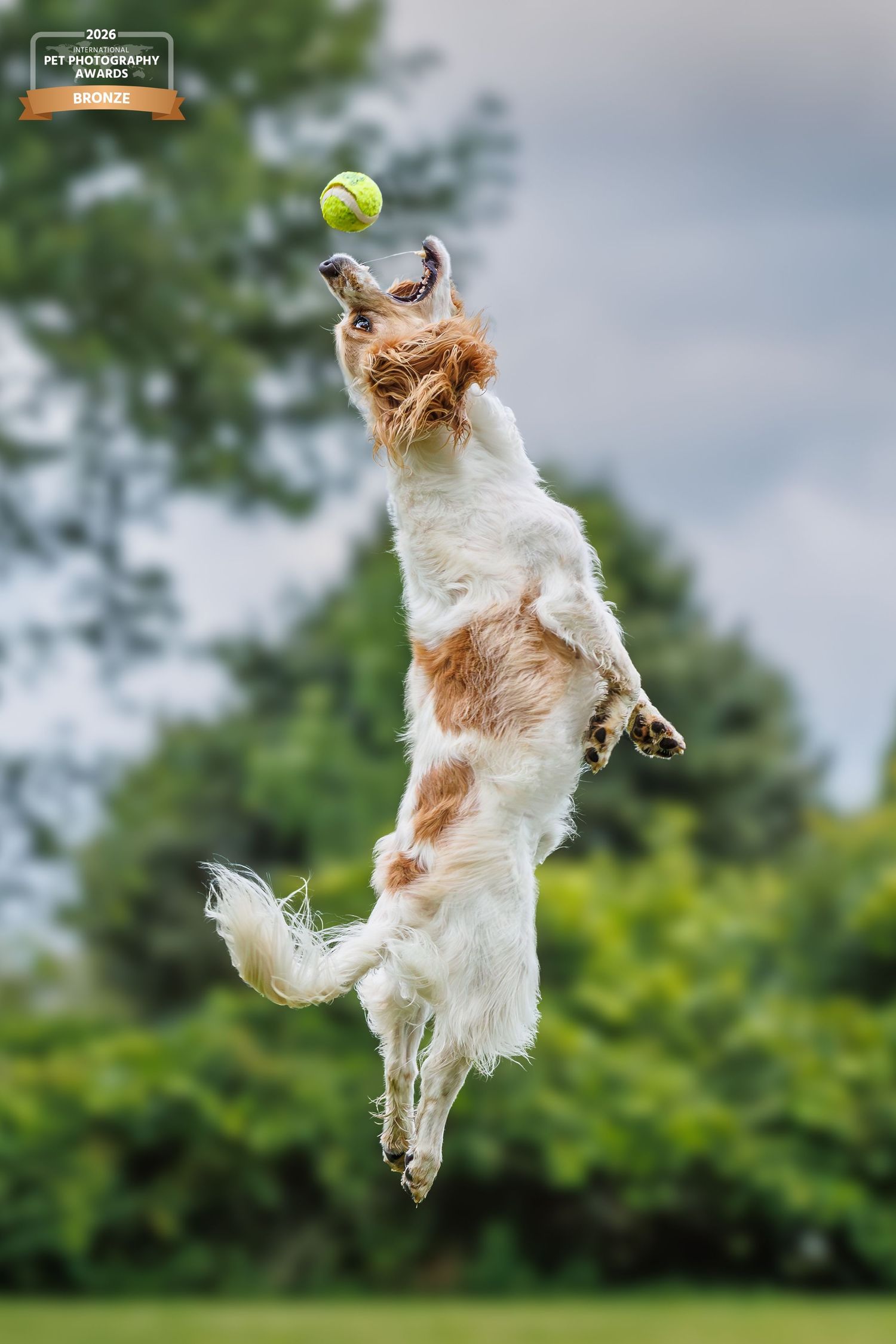 Award-winning photo of a Cocker Spaniel leaping high to catch a tennis ball in a lush green park.