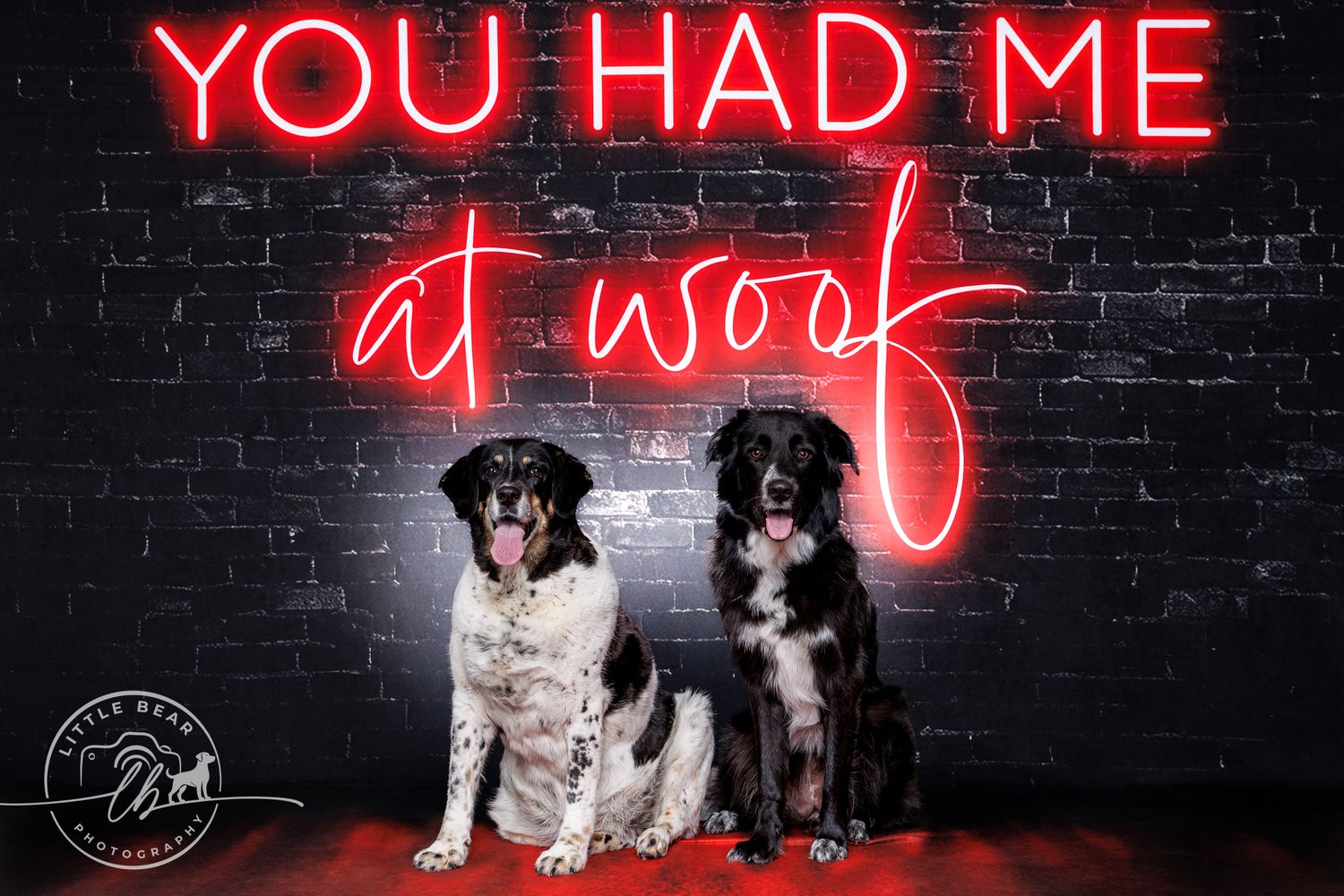 Two Border Collies sit beneath a red neon sign reading You Had Me at Woof against a dark brick wall.