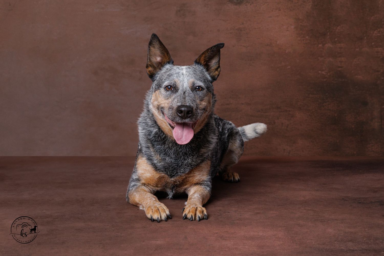 A happy Australian Cattle Dog with tongue out poses in a professional studio portrait against a brown backdrop.