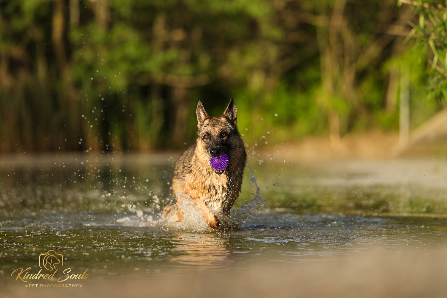 German Shepherd dog runs through shallow water carrying a purple ball, splashing water droplets in golden sunlight.