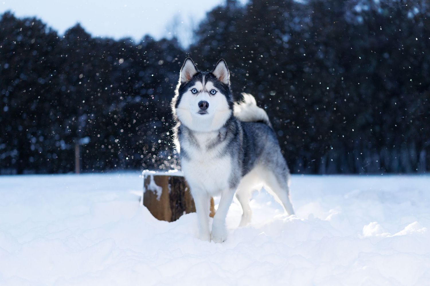 A Siberian Husky stands proudly in deep snow with snowflakes falling around it near a snow-covered forest.