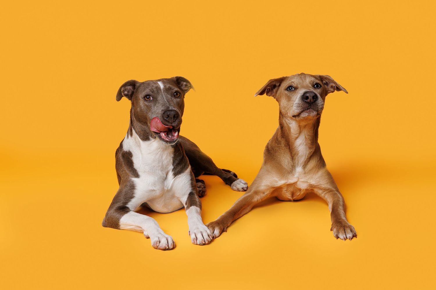 Two dogs, one gray and white and one tan, lying together on a yellow studio background.