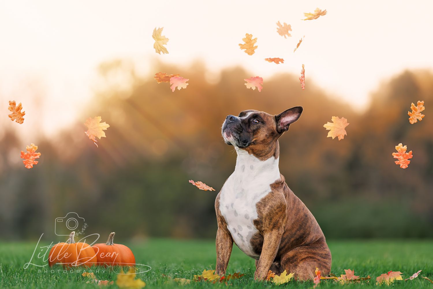 A French Bulldog sits on grass looking up at falling autumn leaves beside a small orange pumpkin.