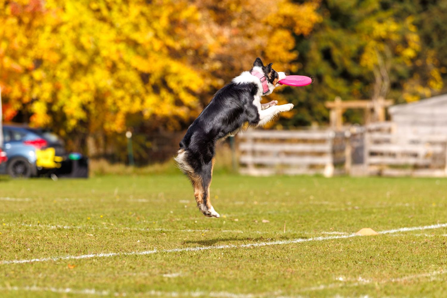 A border collie leaps high to catch a pink frisbee on a green field with colorful autumn trees in the background.