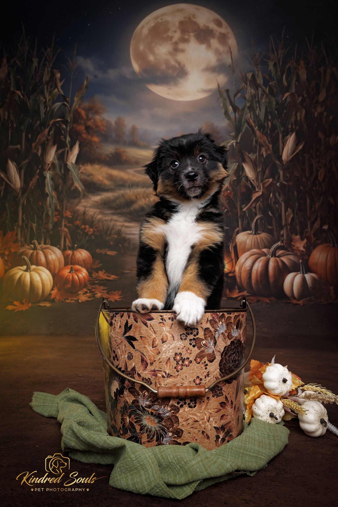Adorable tricolor puppy sitting in a decorative bucket with pumpkins and a full moon in a fall-themed pet photo.