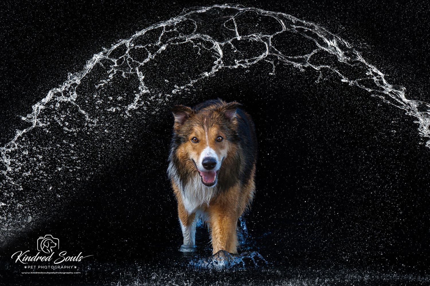 A wet Australian Shepherd dog walks through a dramatic water arch against a dark background.