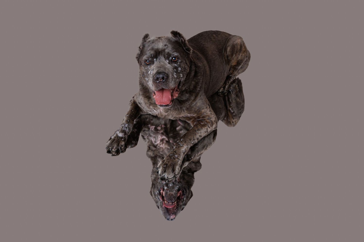 Aerial view of a dark brindle Cane Corso dog with tongue out on gray background.