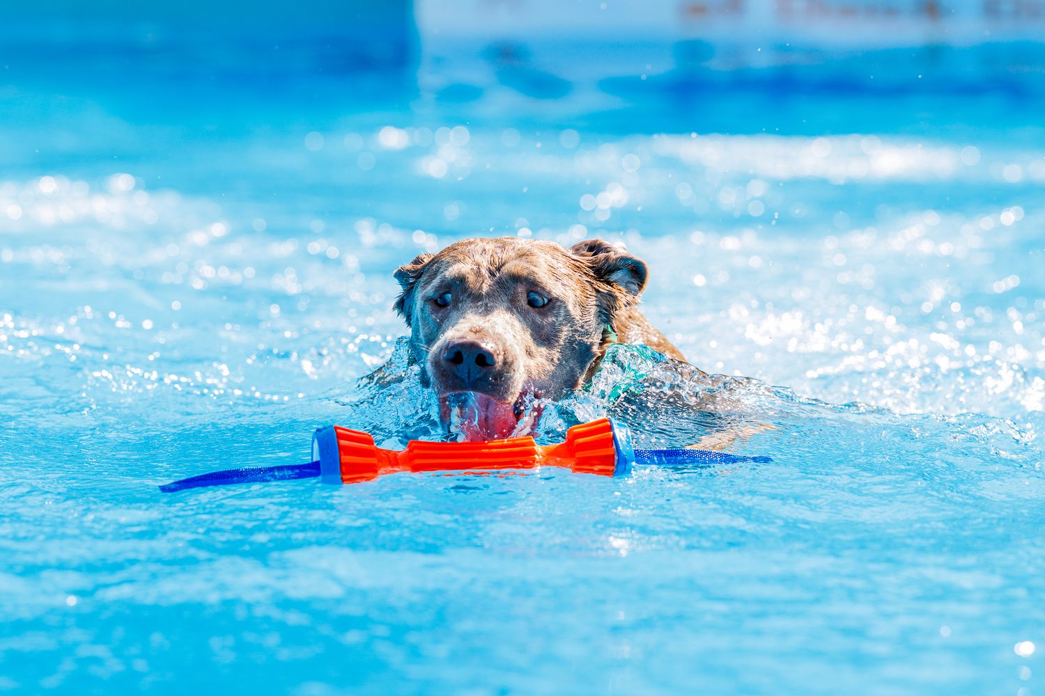 A happy dog swimming in a blue pool while carrying a red and orange bone-shaped toy in its mouth.