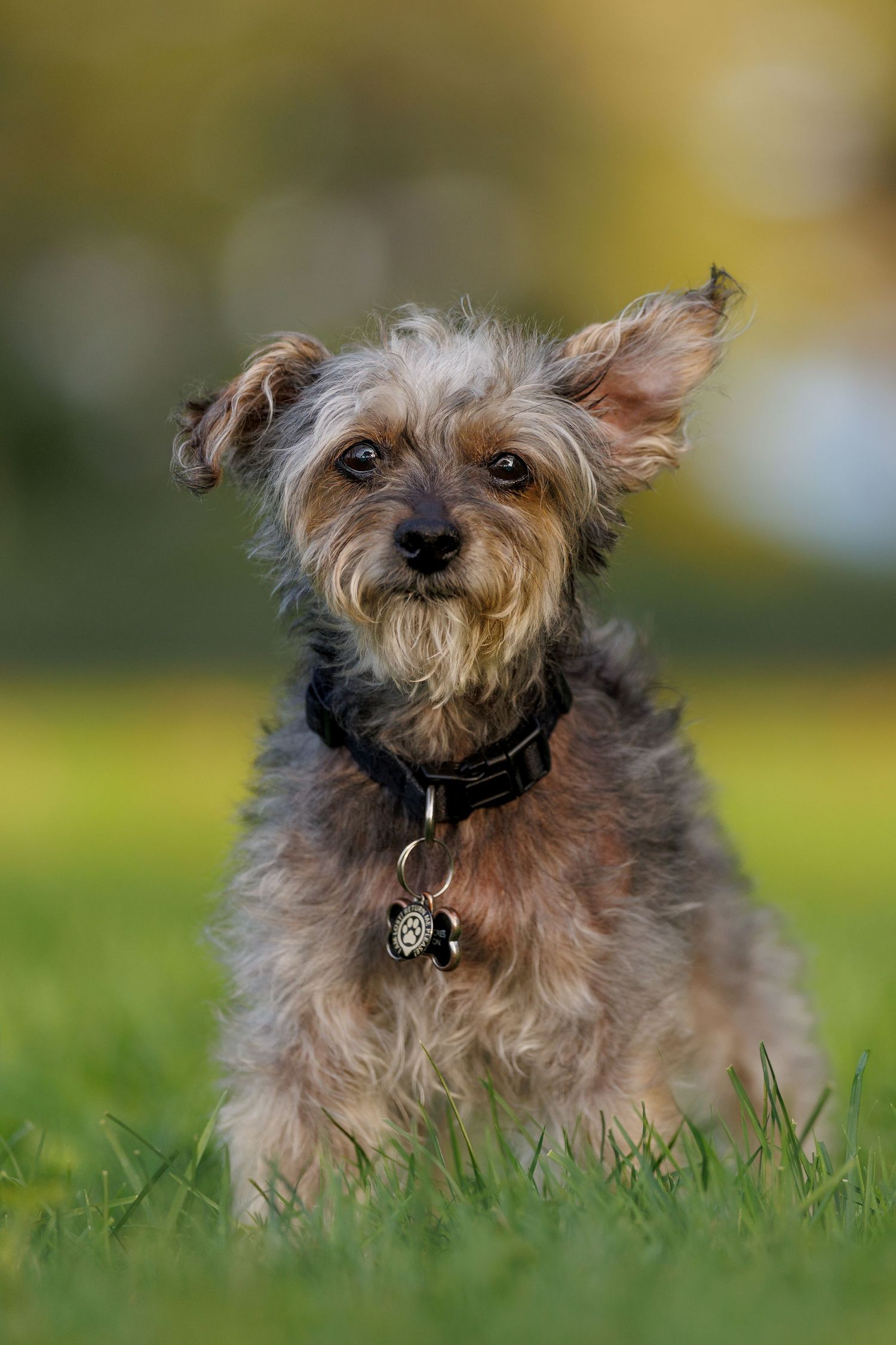 A small Yorkshire Terrier dog with a black collar sits attentively on green grass in a park.
