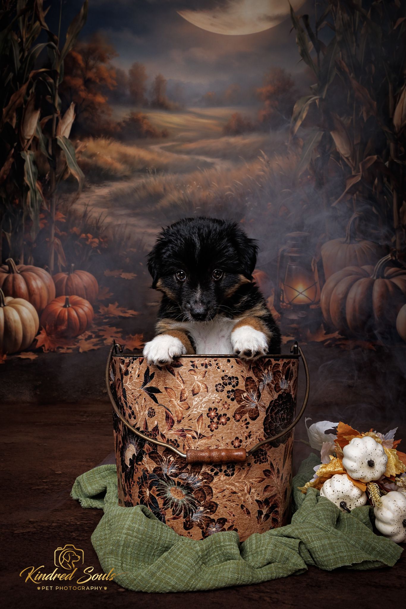 Adorable black and white puppy sitting in a decorative bucket with fall pumpkins backdrop in a professional pet photo.