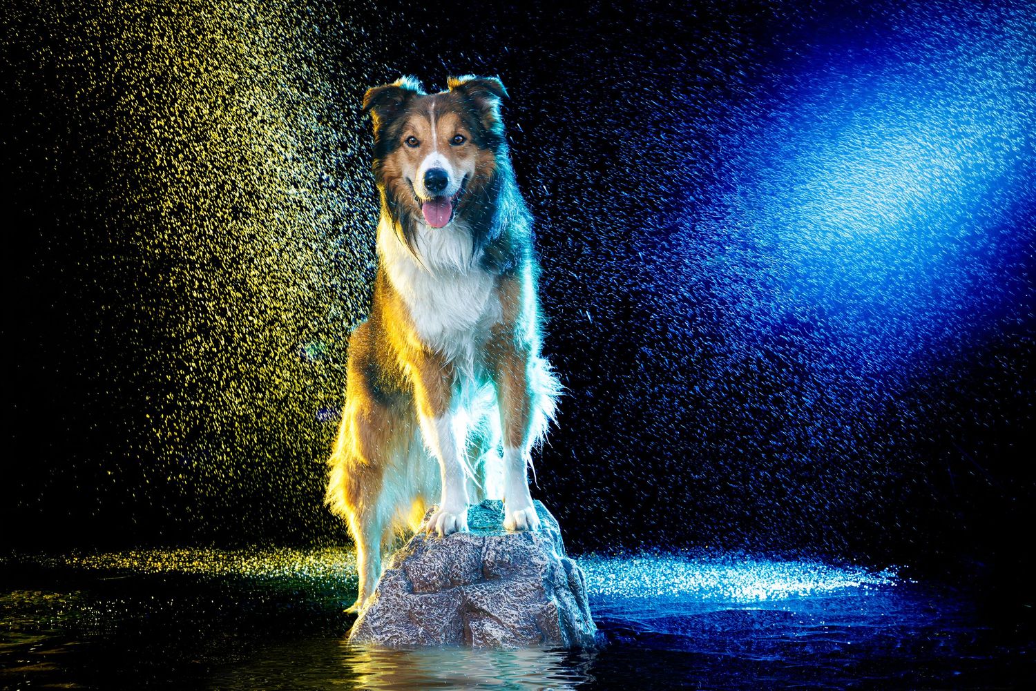 A majestic Collie dog stands on a rock surrounded by water, illuminated by vibrant blue and yellow lights with water droplets.