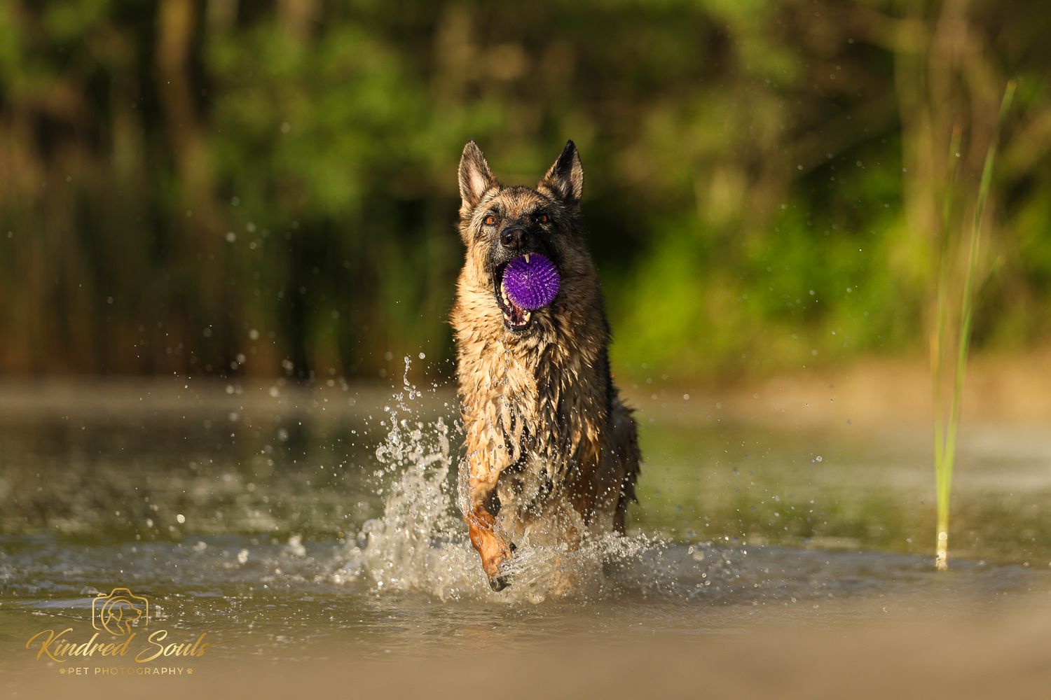 Wet German Shepherd dog running through water with a purple ball in its mouth, splashing water droplets in nature.