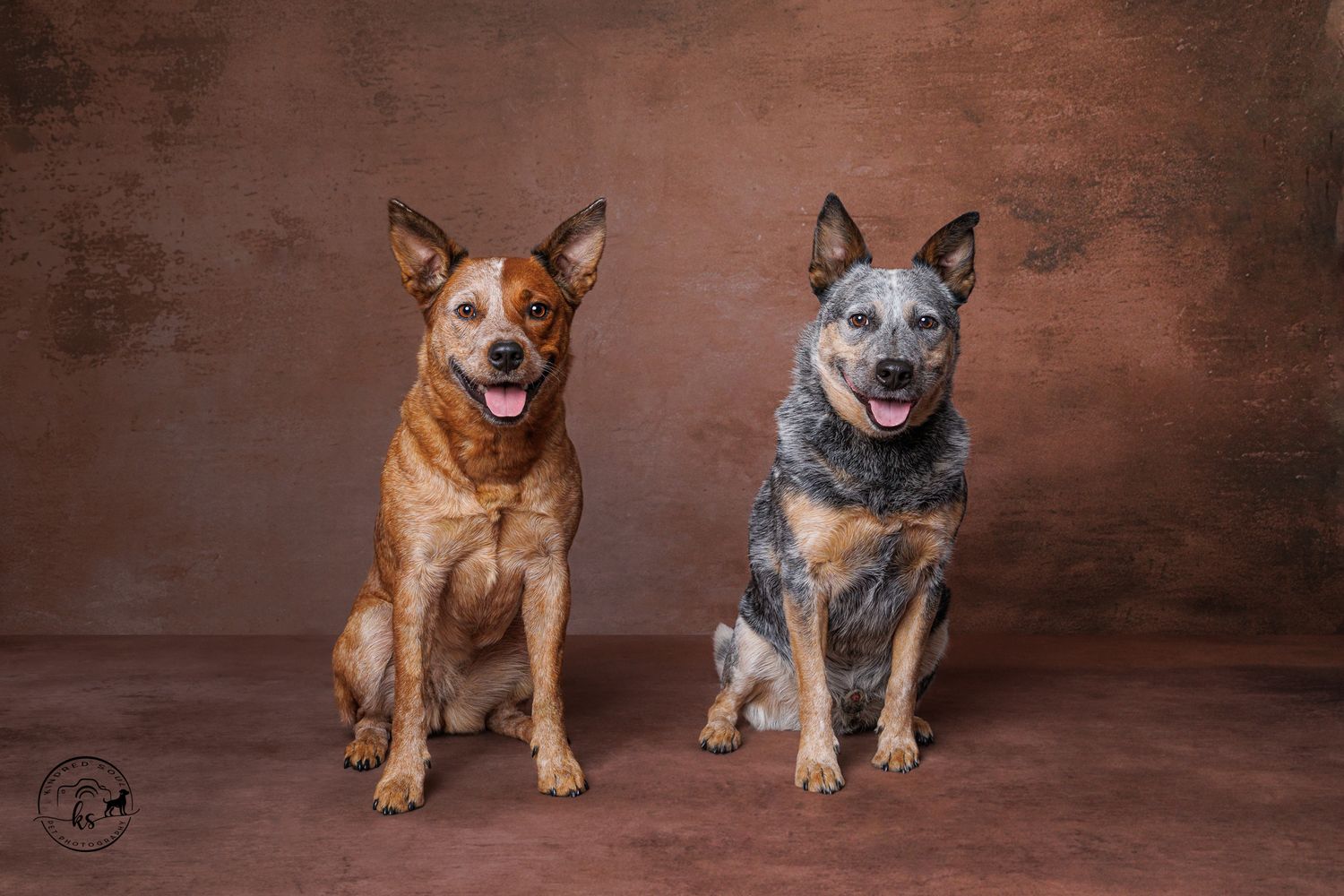 Two Australian Cattle Dogs, one red and one blue heeler, sitting together against a brown studio backdrop.
