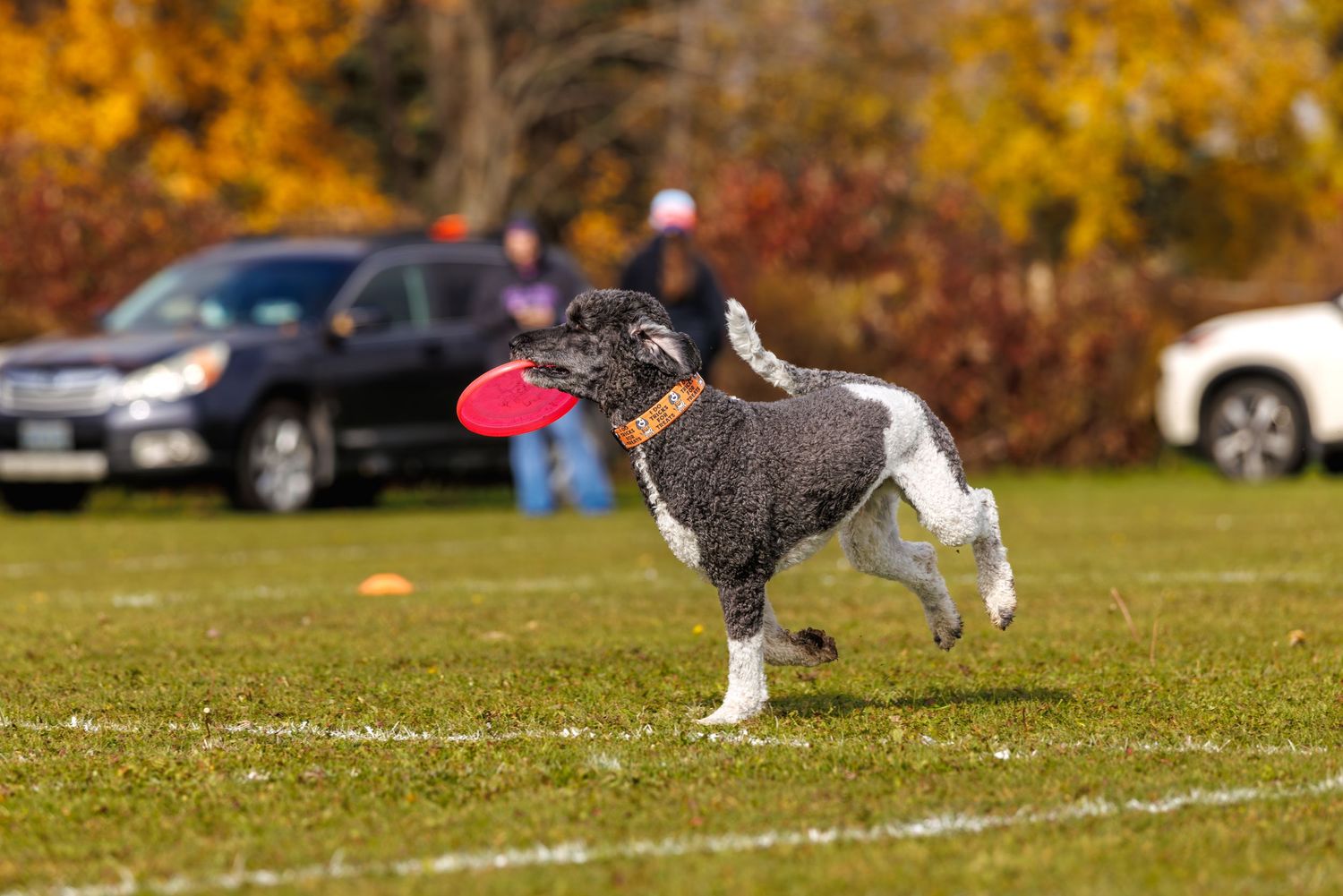 A black and white dog catches a red frisbee on a green field with autumn trees and parked cars in the background.