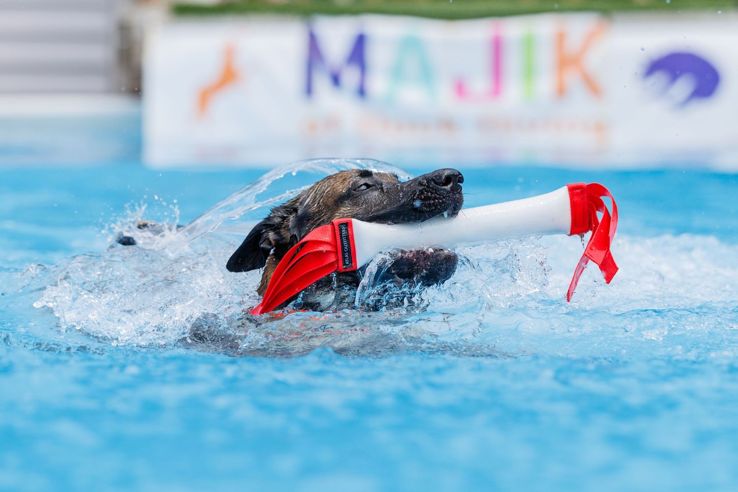 A dog wearing a red vest retrieves a white toy while swimming in a pool at a Majik dog show event.
