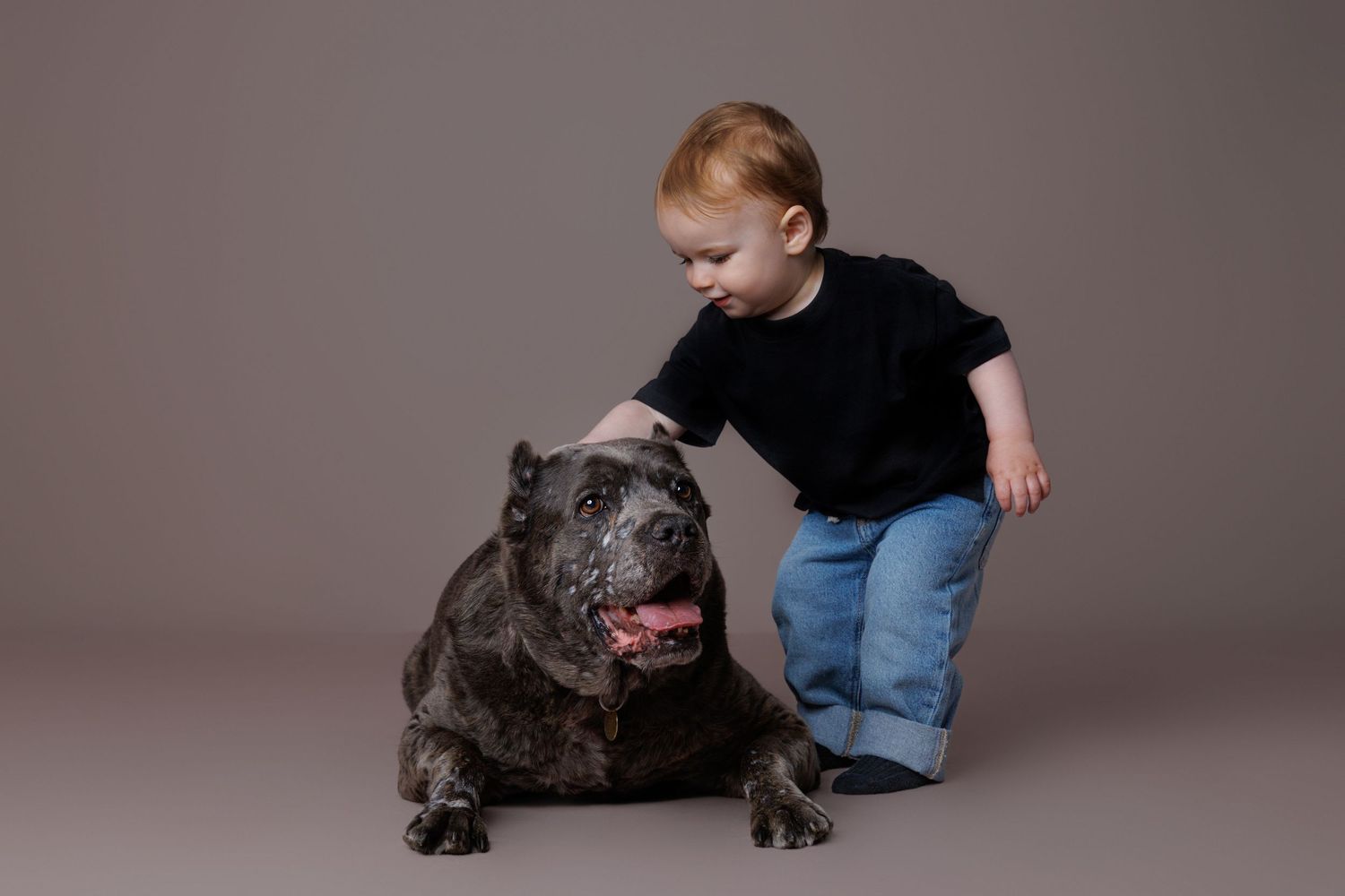 Red-haired toddler in black shirt and jeans gently petting a large gray Cane Corso dog on gray background.