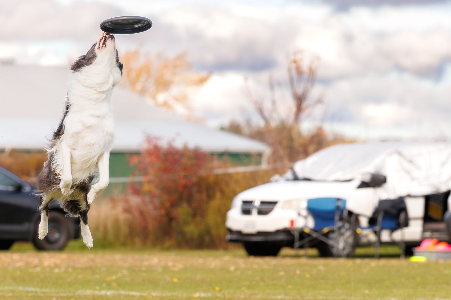 A border collie leaps high to catch a blue frisbee mid-air on a green field with vehicles in the background.