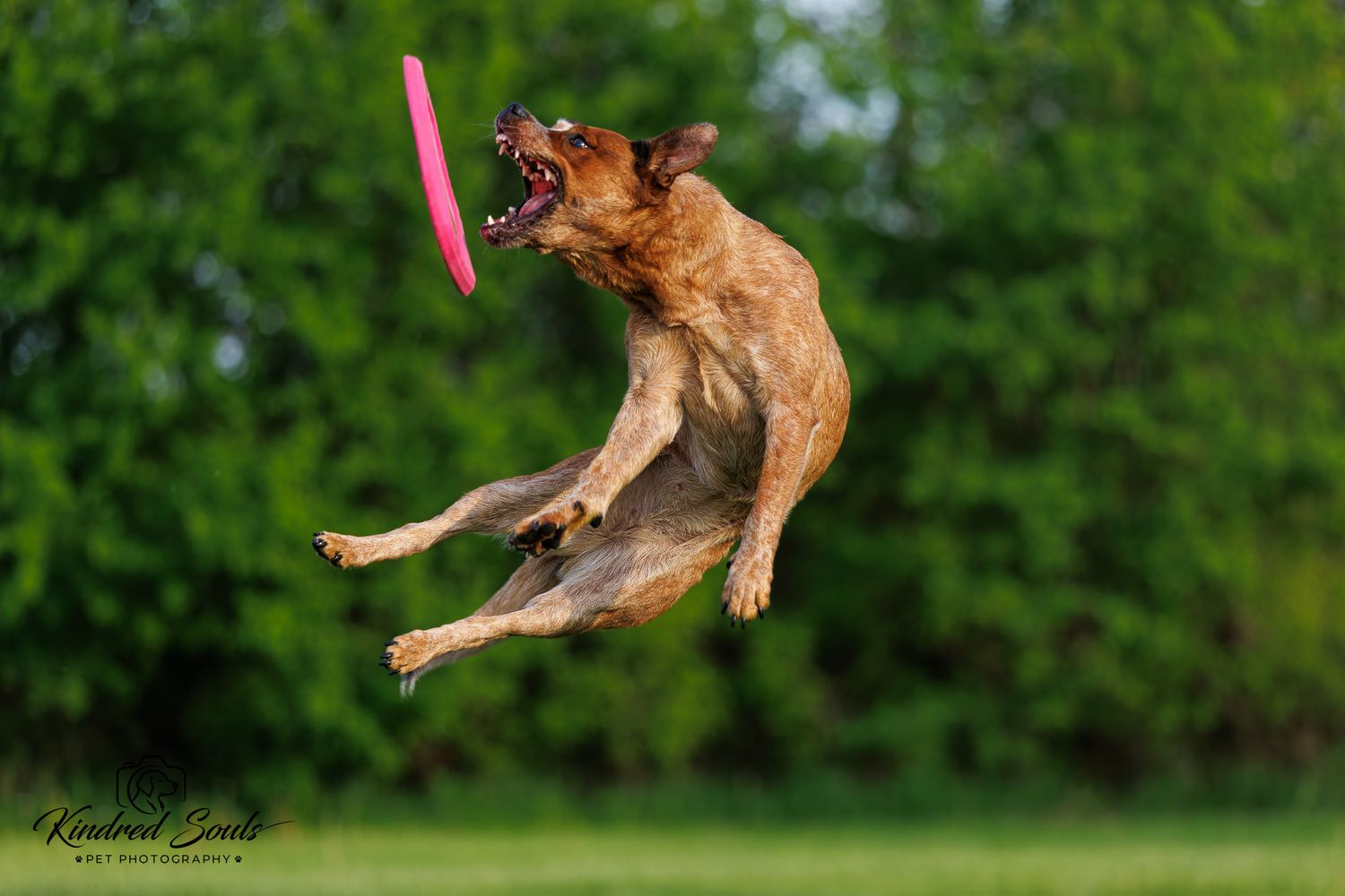 A Belgian Malinois dog leaps high into the air to catch a pink frisbee on a green grassy field.