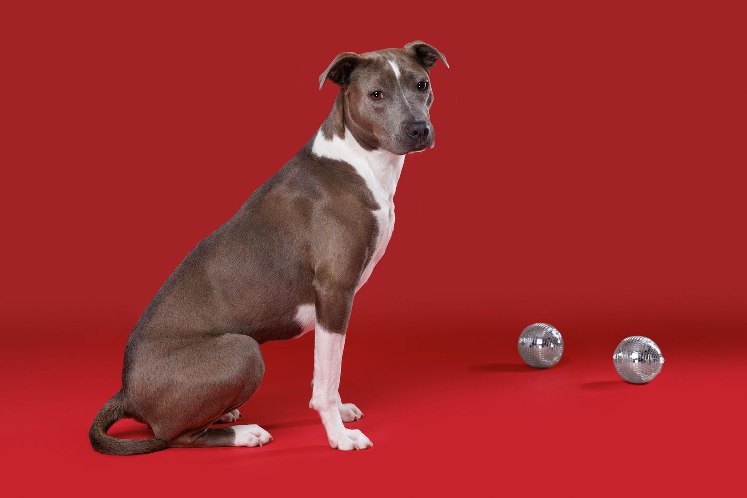 Gray and white whippet mix dog sitting beside silver disco balls on a red studio background.