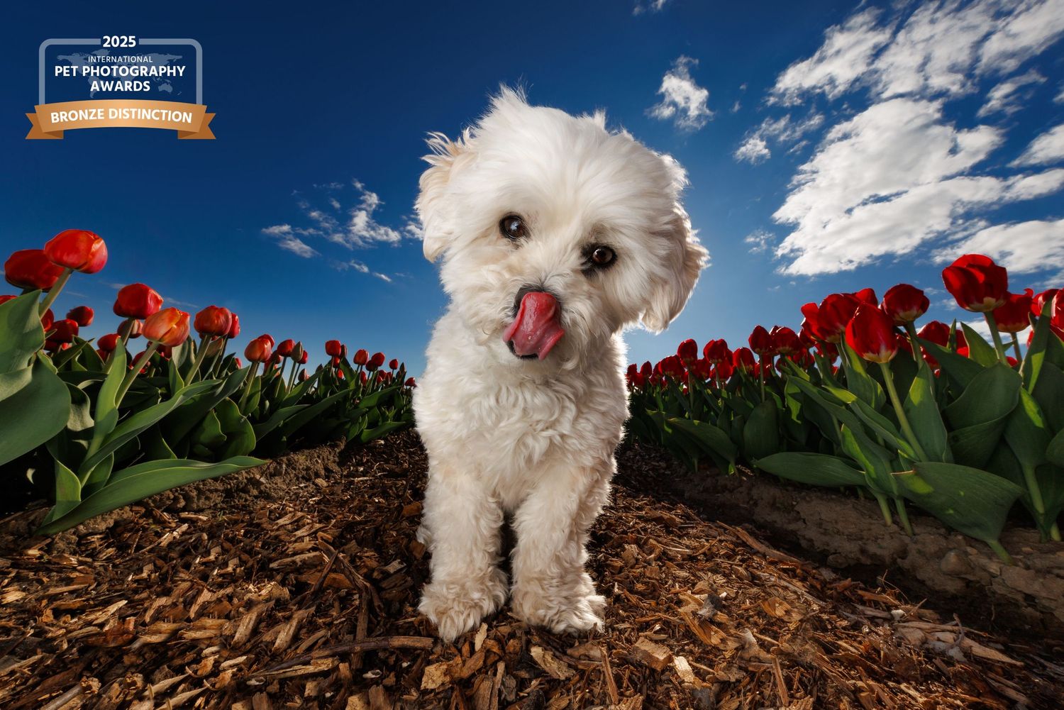 Award-winning photo of a fluffy white Maltese dog with tongue out standing among red tulips under a blue sky.
