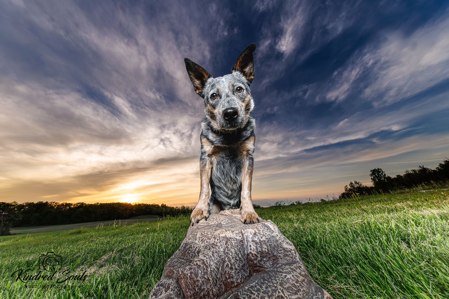 Australian Cattle Dog stands proudly on a rock at sunset with dramatic cloudy sky and green fields behind.
