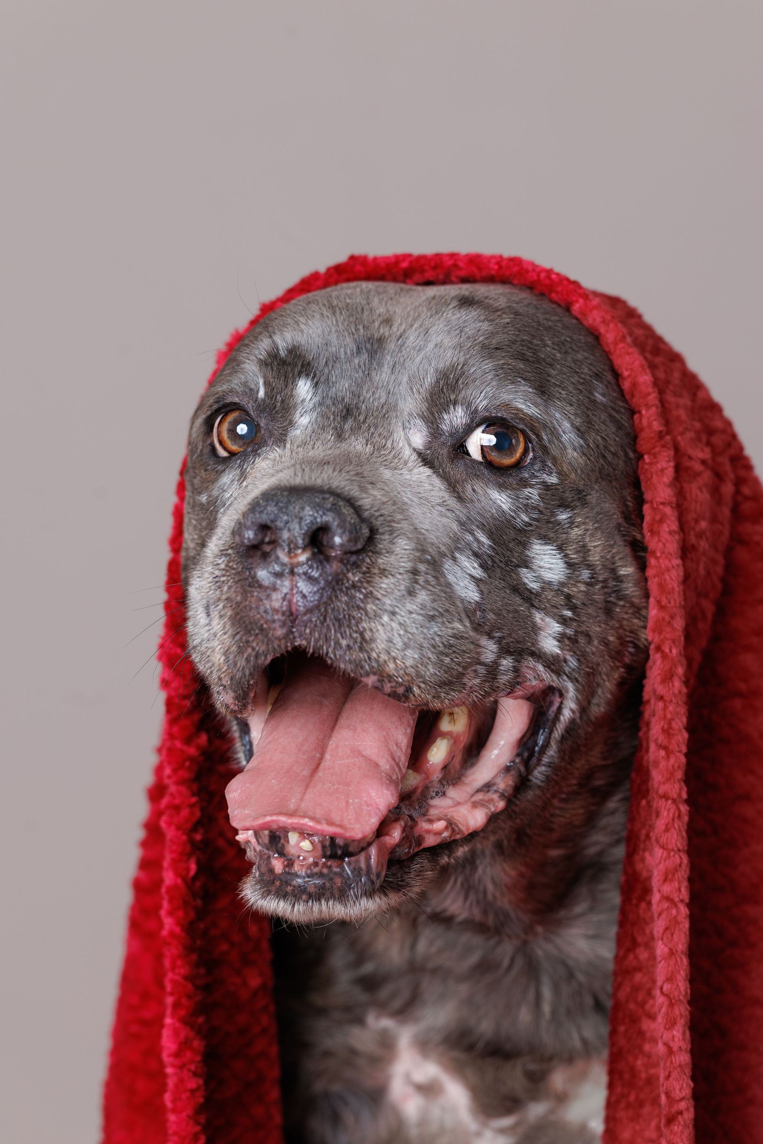 Gray spotted dog with red towel on head, mouth open and tongue out, studio portrait.