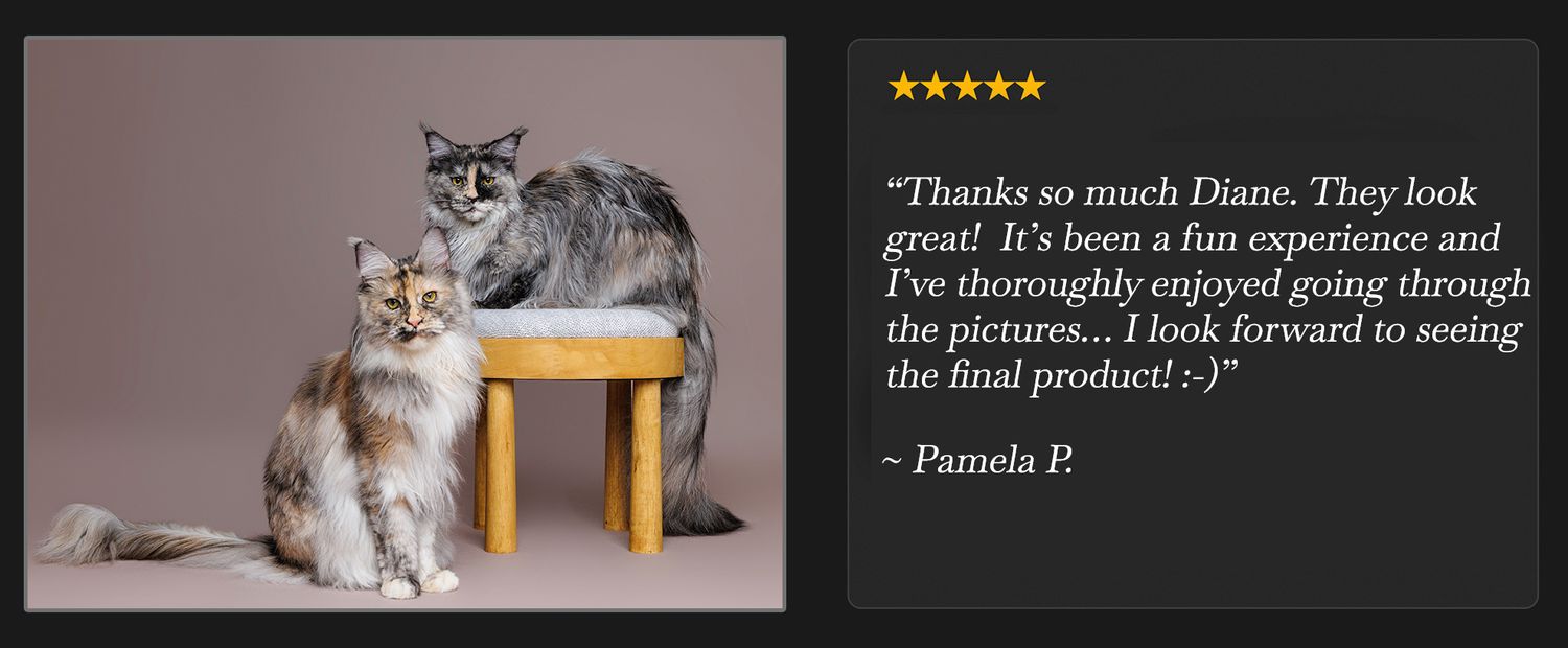 Two cats posing on a wooden stool beside a five-star customer review praising a fun photo experience.